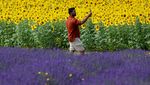 Potret Kebun Lavender di Inggris, Emang Boleh Seindah Itu?