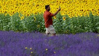 Selain lavender, kebun ini juga menumbuhkan bunga matahari.