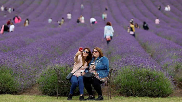 Potret Kebun Lavender di Inggris, Emang Boleh Seindah Itu? Yanfang Lin and Jingjing Lin take photos at Hitchin Lavender farm in Ickleford, Britain, August 1, 2023. REUTERS/Peter Cziborra