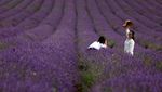 Potret Kebun Lavender di Inggris, Emang Boleh Seindah Itu?