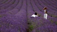 Hitchin Lavender adalah pertanian lavender yang dekat dengan London yang ditanami hamparan bunga lavender yang dapat dinikmati oleh pengunjung.