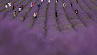 Mereka juga terlihat berfoto dan memetik lavender langsung di perkebunan.