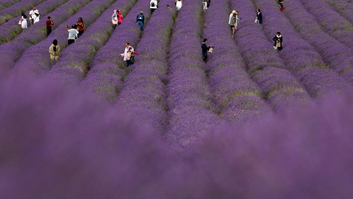 Potret Kebun Lavender di Inggris, Emang Boleh Seindah Itu? Yanfang Lin and Jingjing Lin take photos at Hitchin Lavender farm in Ickleford, Britain, August 1, 2023. REUTERS/Peter Cziborra