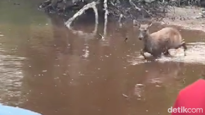 Tangkapan layar video viral seekor kijang meminta bantuan kepada manusia dari kejaran anjing.