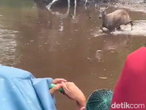 Viral Kijang Hindari Kejaran Anjing, eh Malah Disembelih oleh Warga