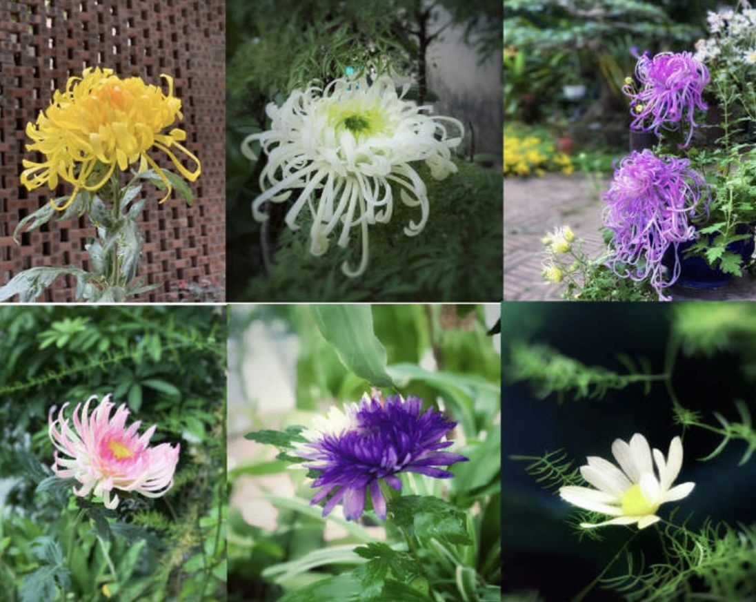 Keren! Seniman Vietnam Pahat Pepaya Muda Jadi Bunga Krisan hingga Peony
