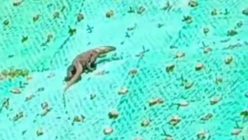 Potong layar video seekor Komodo berjalan di tebing di sisi jalan Labuan Bajo-Golomori.