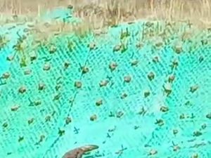 Viral Komodo Berkeliaran di Jalanan
