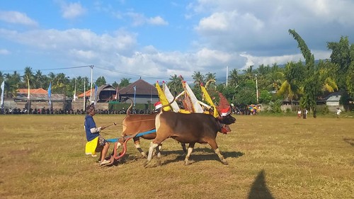 Parade Sampi Gerumbungan di Lapangan Desa Kaliasem, Sabtu (22/7/2023). (Foto: Made Wijaya Kusuma/detikBali)