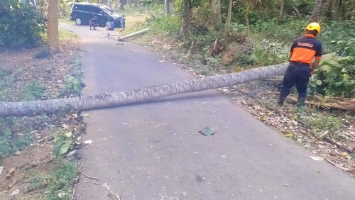 Personel BPBD Kabupaten Karangasem mengevakuasi pohon kelapa yang tumbang yang menutup akses jalan di Lingkungan Jasri Kelod, Kelurahan Subagan, Karangasem, Bali, Sabtu (5/8/2023). (Foto: Dok. BPBD Kabupaten Karangasem)
