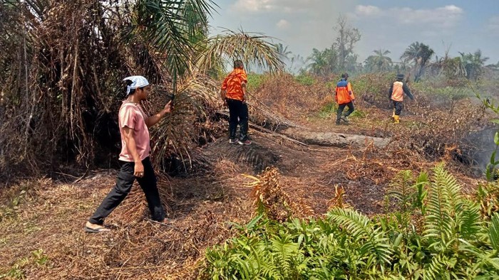 Petugas BPBD Asahan masih berada di lokasi lahan sawit yang terbakar melakukan pendinginan. (dok BPBD Asahan)