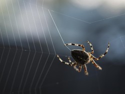 Laba-laba Madagascar Bikin Takjub, Buat Jaring Super Kuat hingga 25 Meter