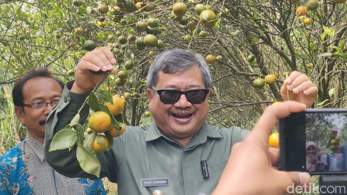 Bupati Rudy Gunawan memperlihatkan jeruk Garut.