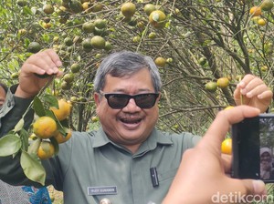 Melawan Kepunahan dan Mengembalikan Kejayaan Jeruk Garut