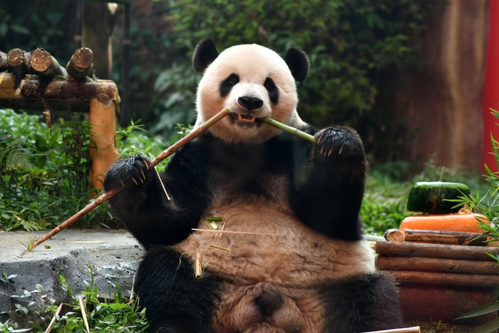 Seekor Giant Panda (Ailuropoda melanoleuca) bernama Cai Tao memakan wortel saat perayaan ulang tahun di Istana Panda, Taman Safari Indonesia, Cisarua, Kabupaten Bogor, Jawa Barat, Sabtu (5/8/2023). TSI menggelar perayaan ulang tahun Giant Panda Cai Tao ke-13 yang merupakan Giant Panda hasil diplomasi antara pemerintah Tiongkok dengan Indonesia untuk dipelihara dan dikembangbiakkan sejak tahun 2017. ANTARA FOTO/Arif Firmansyah/aww.