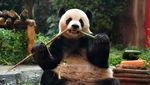 Gemasnya Perayaan Ulang Tahun Giant Panda di Bogor