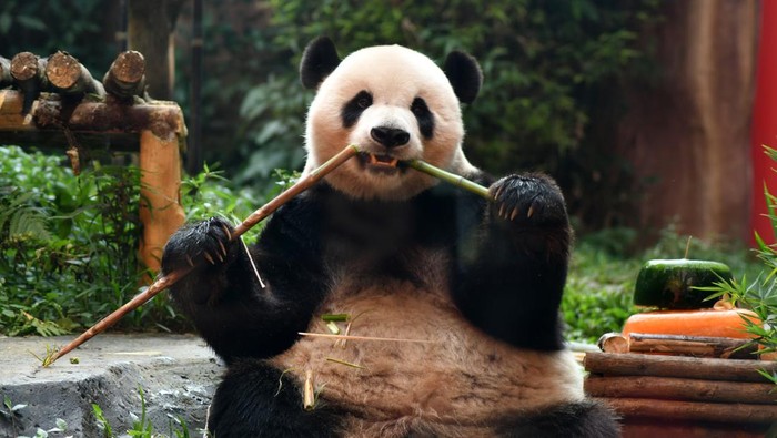 Seekor Giant Panda (Ailuropoda melanoleuca) bernama Cai Tao memakan wortel saat perayaan ulang tahun di Istana Panda, Taman Safari Indonesia, Cisarua, Kabupaten Bogor, Jawa Barat, Sabtu (5/8/2023). TSI menggelar perayaan ulang tahun Giant Panda Cai Tao ke-13 yang merupakan Giant Panda hasil diplomasi antara pemerintah Tiongkok dengan Indonesia untuk dipelihara dan dikembangbiakkan sejak tahun 2017. ANTARA FOTO/Arif Firmansyah/aww.