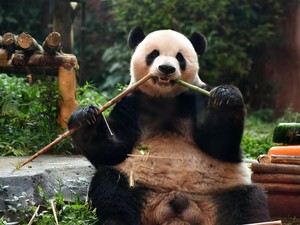Kerangka Panda Raksasa Berusia 2.000 Tahun Ditemukan di Makam Kaisar Dinasti Han