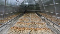 Perajin menjemur bahan baku tanaman enceng gondok (Eichornia crassipes) di dalam tempat pengering teknologi solar dryer dome. 