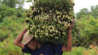 Perajin memanggul tanaman eceng gondok (Eichornia crassipes) untuk bahan baku pembuatan kerajinan di Desa Suak Keumude, Kecamatan Arongan Lambalek, Aceh Barat, Aceh, Sabtu (5/8/2023). 