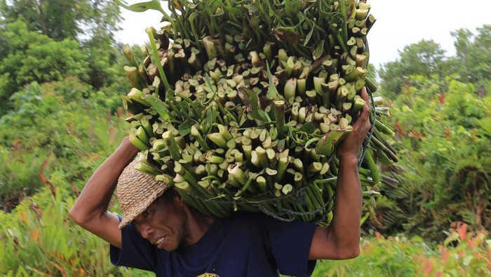 Kreatif, Eceng Gondok Diubah Jadi Kerajinan Bernilai Jual Tinggi Perajin menata hasil kerajinan dari tanaman eceng gondok (Eichornia crassipes) di salah satu UMKM Desa Kubu, Kecamatan Arongan Lambalek, Aceh Barat, Aceh, Sabtu (5/8/2023). Aneka jenis kerajinan dan aksesoris berbahan baku tanaman eceng gondok seperti keranjang, kotak tisu, lampion, alas piring, alas gelas, nampan, tas, vas bunga, sandal dan kotak gelas tersebut dijual Rp15 ribu sampai Rp350 ribu per buah dan dipasarkan ke Jakarta, Bali, Medan, Lampung, Pekanbaru, Balikpapan dan Yogyakarta. ANTARA FOTO/Syifa Yulinnas/aww.