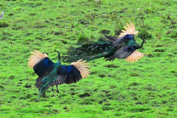 Dua burung merak Hijau jantan (Pavo muticus) bertarung di Savana Sadengan, Taman Nasional Alas Purwo, Banyuwangi, Jawa Timur, Sabtu (5/8/2023). Pada saat musim kawin, kebiasaan merak jantan selain mengembangkan bulu ekornya untuk menarik perhatian merak betina juga bertarung sesama merak jantan untuk menguasai daerah teritorialnya. ANTARA FOTO/Budi Candra Setya/aww.