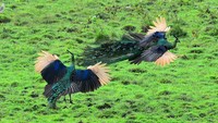 Dua burung merak Hijau jantan (Pavo muticus) bertarung di Savana Sadengan, Taman Nasional Alas Purwo, Banyuwangi, Jawa Timur, Sabtu (5/8/2023). 