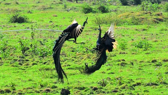 Dua burung merak Hijau jantan (Pavo muticus) bertarung di Savana Sadengan, Taman Nasional Alas Purwo, Banyuwangi, Jawa Timur, Sabtu (5/8/2023). Pada saat musim kawin, kebiasaan merak jantan selain mengembangkan bulu ekornya untuk menarik perhatian merak betina juga bertarung sesama merak jantan untuk menguasai daerah teritorialnya. ANTARA FOTO/Budi Candra Setya/aww.