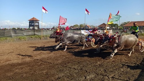 Para joki saat Makepung saat memacu kerbau miliknya dalam ajang Makepung Bupati Cup 2023 di Sirkuit All In One Desa Pengambengan, Kecamatan Negara, Kabupaten Jembrana, Minggu (6/8/2023). (I Putu Adi Budiastrawan/detikBali).