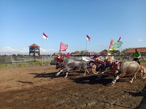 Makepung Jadi Event Resmi Pertama di Sirkuit All In One Pengambengan