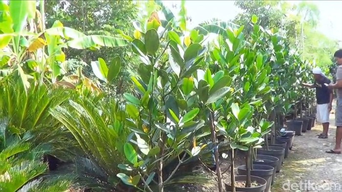 Pohon garnicia cambogia