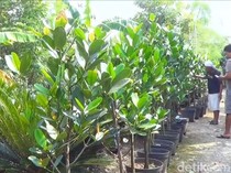 Pria di Lamongan Sukses Budi Daya Pohon Garnicia Cambogia Pencegah Kanker