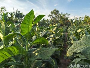Punya Aroma Khas, Bea Cukai Target Tembakau Aceh Tembus Pasar Luar Negeri