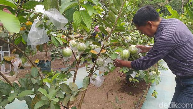 Suasana di Agrowisata Ghaisan Farm Borobudur.