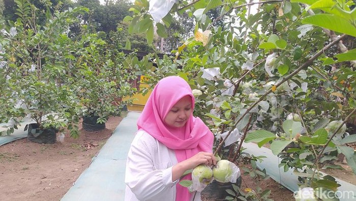 Suasana di Agrowisata Ghaisan Farm Borobudur.