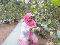 Cukup Bayar Rp 20 Ribu, Bisa Makan Jambu Kristal Sepuasnya di Borobudur