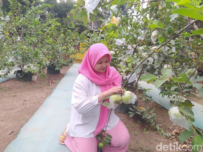 Suasana di Agrowisata Ghaisan Farm Borobudur.