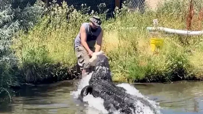 Aligator