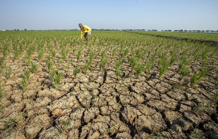 Waduk di Juntinyuat, Indramayu, Jawa Barat, mengering akibat terdampak oleh fenomena El Nino, Snin (7/8/2023). Ini penampakannya.