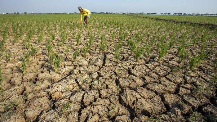Waduk di Juntinyuat, Indramayu, Jawa Barat, mengering akibat terdampak oleh fenomena El Nino, Snin (7/8/2023). Ini penampakannya.