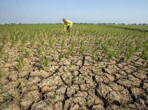 Waspada! 7 Daerah Ini Terancam Kena Dampak El Nino Paling Parah