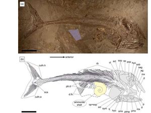 Fosil Ikan Purba Era Jurassic Ditemukan di Jerman, Mati Karena Hal Ini