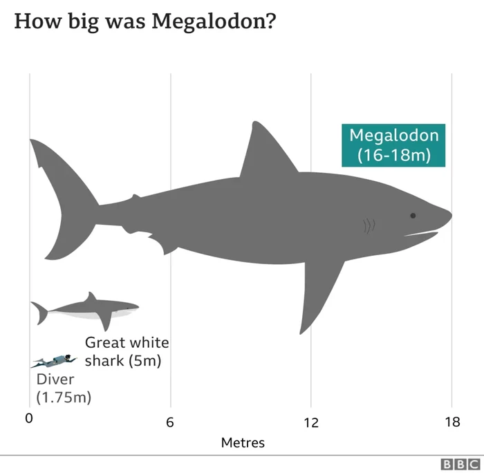 Gigi megalodon