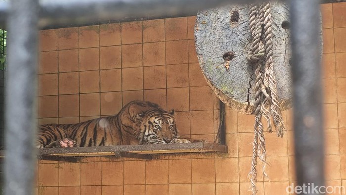 Harimau Sumatera bernama Giring di Taman Safari Bogor