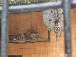 Mau Lihat Giring di Taman Safari? Ada Tur Khususnya Lho