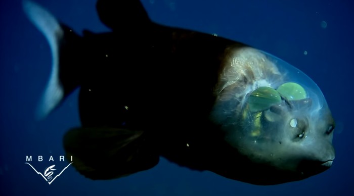 ikan barreleye