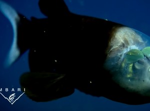 Tinggal di Laut Dalam, Ikan Ini Punya Mata Tabung & Kepala Transparan untuk Melihat