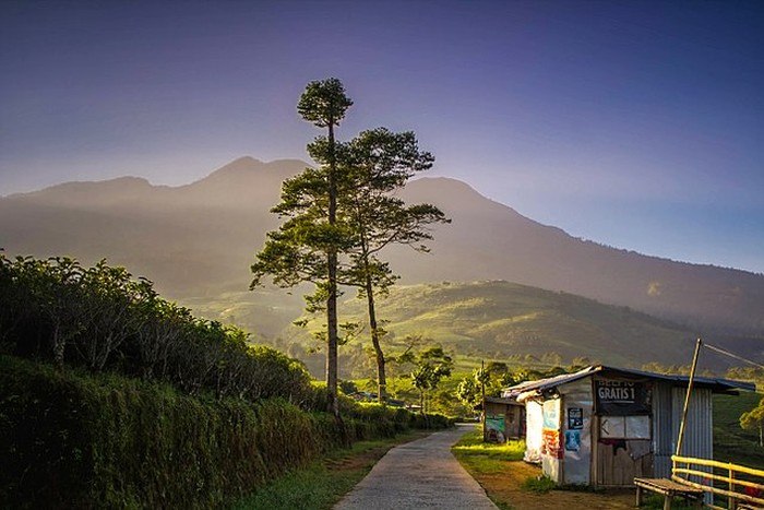 Kebun Teh Kemuning di Karanganyar.