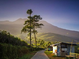 Kebun Teh Kemuning Karanganyar: Destinasi Fotogenik