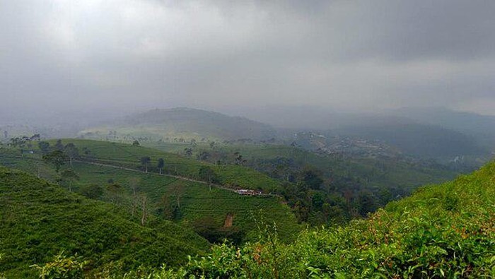 Kebun Teh Kemuning di Karanganyar, Jawa Tengah.